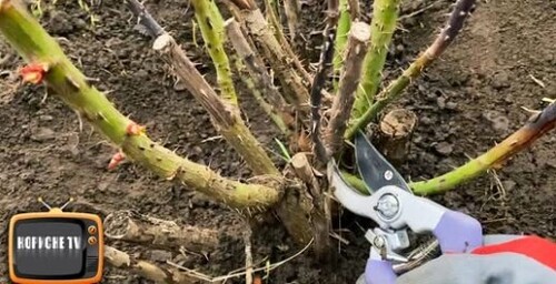 Як обрізати троянди та коли відкривати весною? Для пишної квітучості