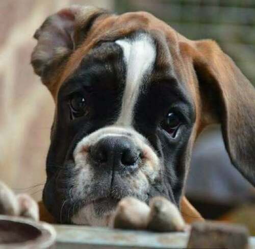 Не заводите боксера