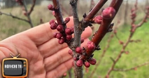 Захист плодових дерев від морозів, легко, швидко та надійно