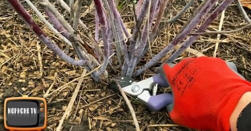 ЄЖЕМАЛИНУ потрібно так обрізати, щоб вона була велика та смачна