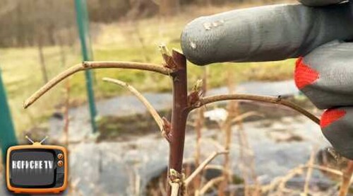 МАЛИНОВЕ ДЕРЕВО обрізають тільки так, щоб вона була велика та смачна