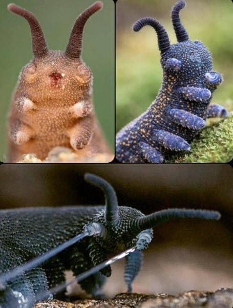 "Онихофоры — одни из самых древних хищников на Земле" - Дмитрий Чернышов