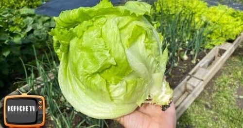 Салат Айсберг дасть великий врожай! Якщо посіяти його зараз цим способом