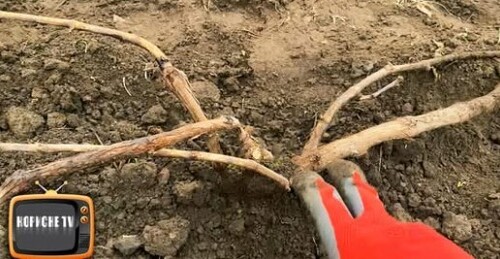 Зробіть це з виноградом саме зараз, щоб не втратити врожай
