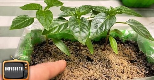 Зробіть це і розсада перцю швидко приживеться і ростиме міцною після пересаджування