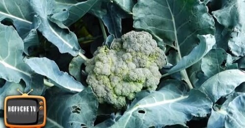 Капуста БРОКОЛІ дасть великий врожай! Якщо посіяти його зараз цим способом