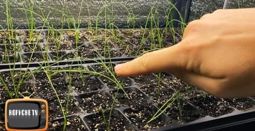 Не допустіть цього на цибулі, щоб вона виросла велика та смачна