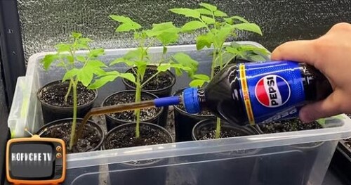 Розсада з кволої в товстеньку. Для росту коріння і від витягування