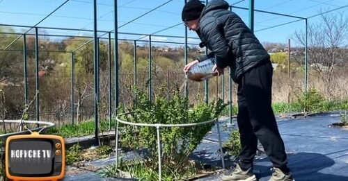 Підживлюю цим АГРУС у квітні та травні. Ягода буде велика та смачна