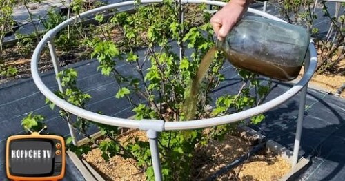 Ягода смородини буде велика та солодка перевірено! Всього 2 підживлення за сезон