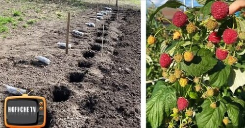Посадіть так малину весною і багатий врожай забезпечений. Посадка малини покроково +врожайні сорти