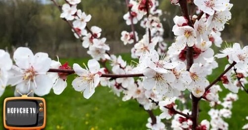 Як захистити абрикос під час цвітіння від моніліозу