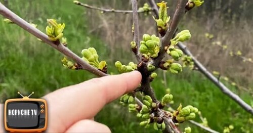 Що сталося з моєю черешнею, після обрізки
