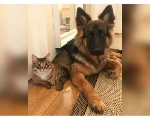 Овчарка Люся и серый кот Серик