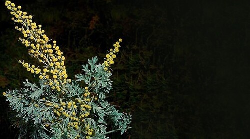 "Чорнобиль" - Віталій Портников