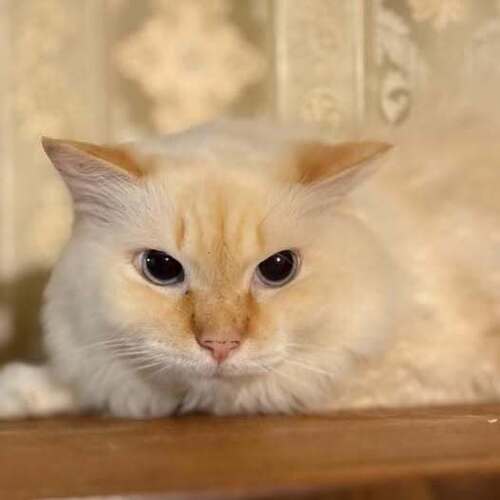 Четыре недели дороги домой, туда, где его больше не ждут