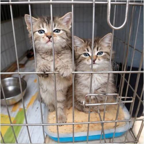 Однажды они всем классом поехали в приют…