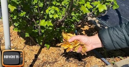 Для смородини краще цього добрива не існує! Внесіть його навесні