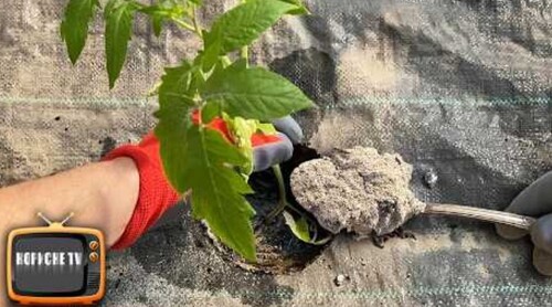 Для томатів краще за це добрива не існує! Внесіть його під час посадки