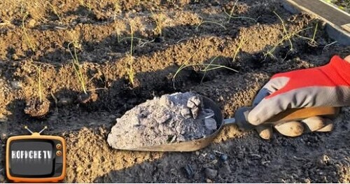 Цибуля виросте розміром з велике яблуко, якщо посипати цим грядки