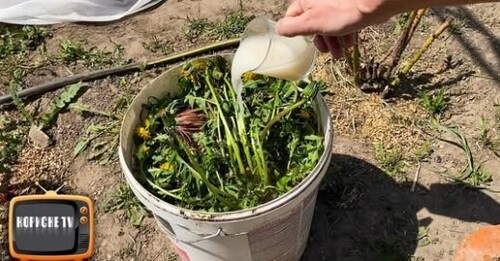 Більше не купуйте добрива! Додайте це в відро та отримайте величезний врожай
