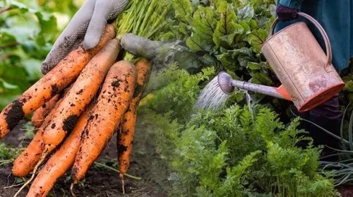 Чтобы морковь не лопалась на грядке: простое правило полива