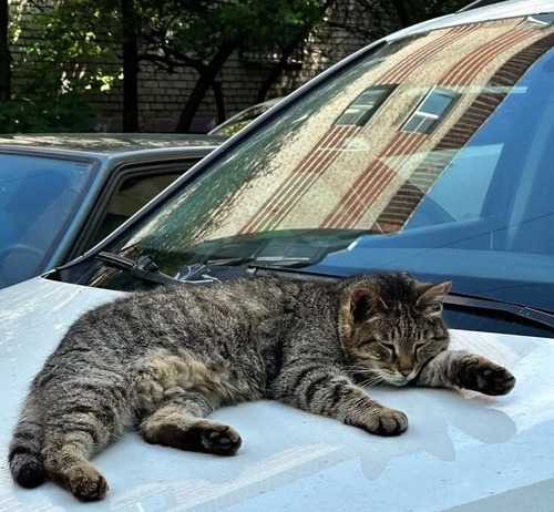 Он познакомился с этим котом на стоянке...