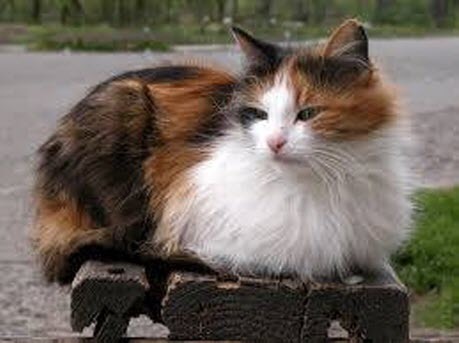 Шера
