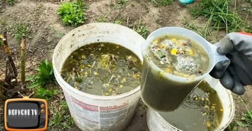 Більше не купую добрива, готую їх сам! Це набагато краще покупних