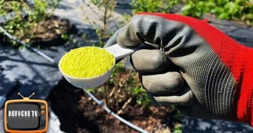 Дві ложки і лохина швидко росте і рясно плодоносить