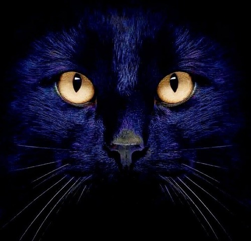 ЛЕГЕНДА О ЧЕРНОЙ КОШКЕ