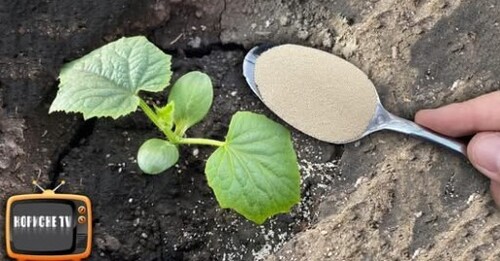 Одна ложка і огірки відразу підуть у ріст і дадуть великий урожай!
