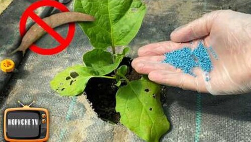 Від слимаків допомогло відразу! Як позбутися від слимаків без хімії