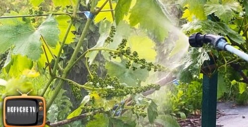 Сама важлива обробка винограду ПЕРЕД ЦВІТІННЯМ! Виноград точно не захворіє