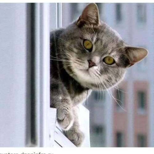 ЧУЖОЙ КОТ