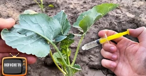 Мені допомогло відразу від білокрилки! Дієвий засіб без хімії