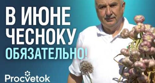 ДАЙТЕ СЕЙЧАС ЭТУ ПОДКОРМКУ ЧЕСНОКУ И ЛУКУ и получите самые крупные луковицы!