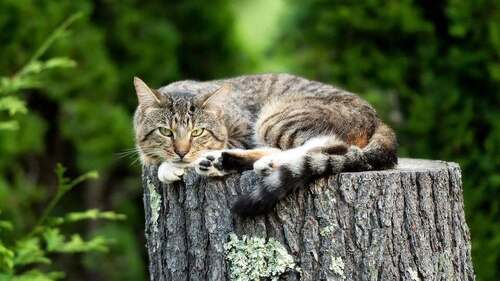 Кот Васька