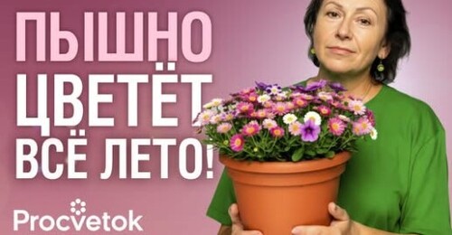 НИКТО НЕ СЕЕТ ЭТОТ ЦВЕТОК, А ЗРЯ! Цветет с марта до заморозков, неприхотливый, а еще целебный