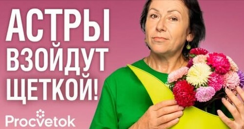 НЕ СЕЙТЕ АСТРЫ ПОКА НЕ УЗНАЕТЕ ЭТИ ХИТРОСТИ! Важные нюансы, от которых зависит цветение