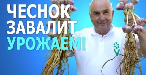 ДВА ПРИЕМА НА ЧЕСНОКЕ И ЛУКЕ В КОНЦЕ ИЮНЯ и урожай получите РЕКОРДНЫЙ! Секрет крупных головок