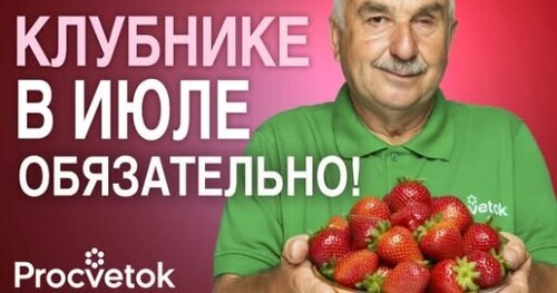 КУСТЫ КЛУБНИКИ БУДУТ КРЕПКИМИ, ПЫШНЫМИ И УРОЖАЙНЫМИ, если сделаете так после сбора ягод!
