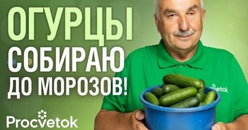 ОГУРЦЫ БУДУТ УСЫПАНЫ ПЛОДАМИ ДО САМОЙ ОСЕНИ, если сделаете так сейчас!