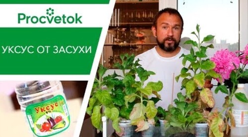 Полив огорода. Уникальный способ полива томатов, перцев, огурцов. Использование 9% уксуса от засухи