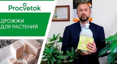 Уход за комнатными цветами. Дрожжи - подкормка комнатных растений