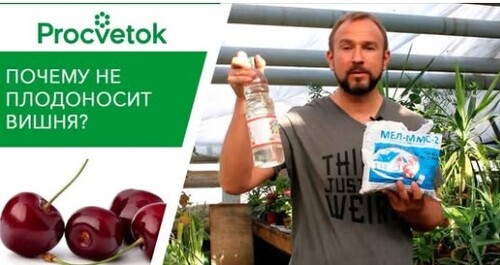 Плодовые деревья. Почему не плодоносит вишня и слива? Подкормка плодовых деревьев