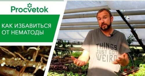 Вредители растений. Нематода - серьезная угроза вашему урожаю. 3 способа избавиться от нематоды