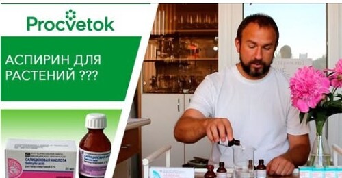 Аспирин для растений БЕСПОЛЕЗЕН. Салициловая кислота для обработки растений