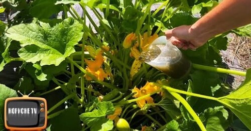 Виросте багато кабачків, а не пустоцвіту після цього підживлення