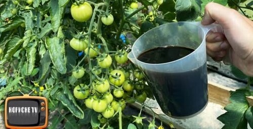 Помідори почнуть швидко червоніти і рясно плодоносити